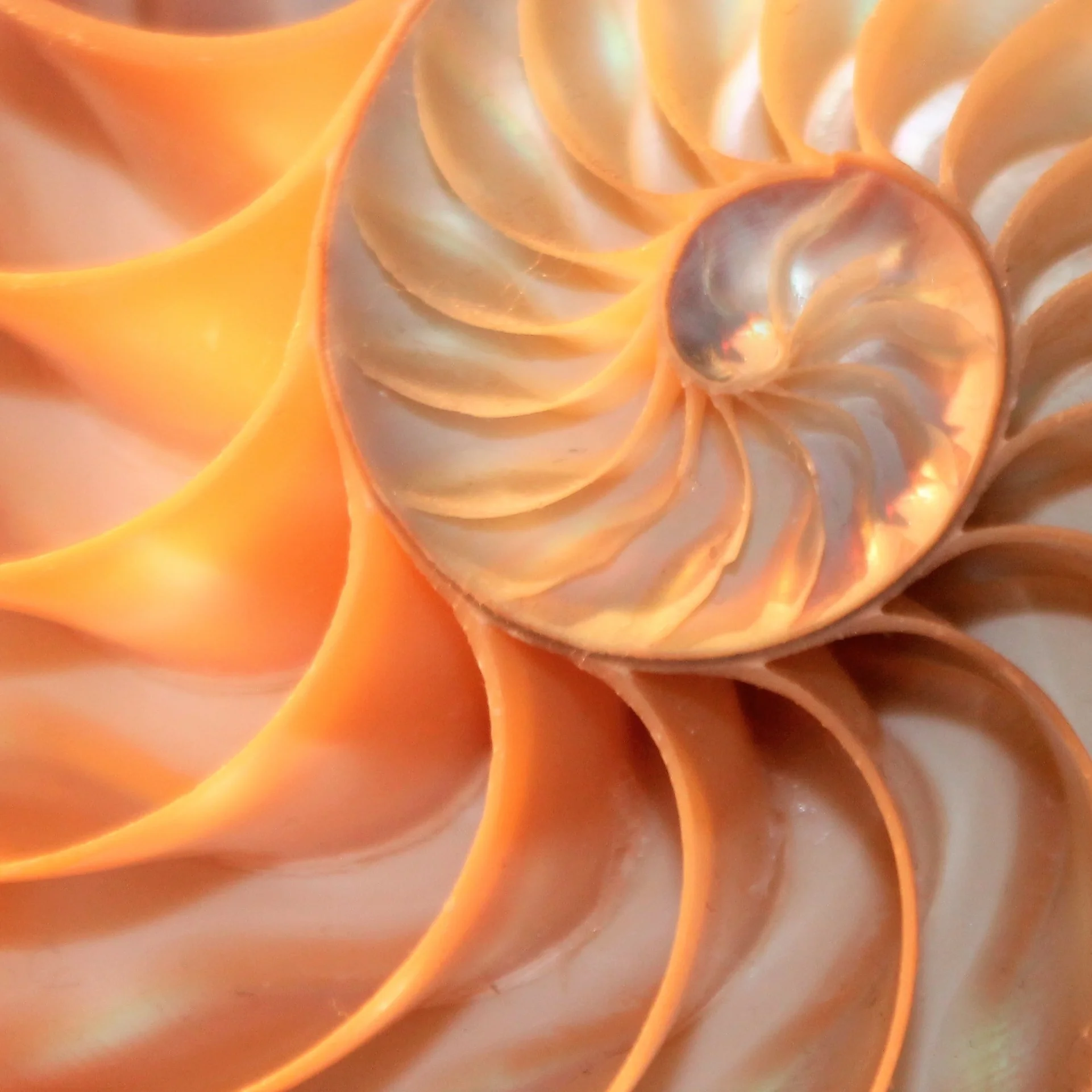 nautilus shell Fibonacci symmetry cross section spiral structure growth golden ratio
